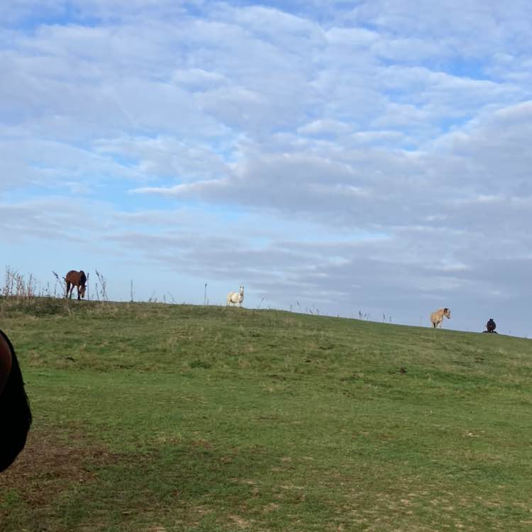 🌹NATURE  WALKS🌹 Richard post image