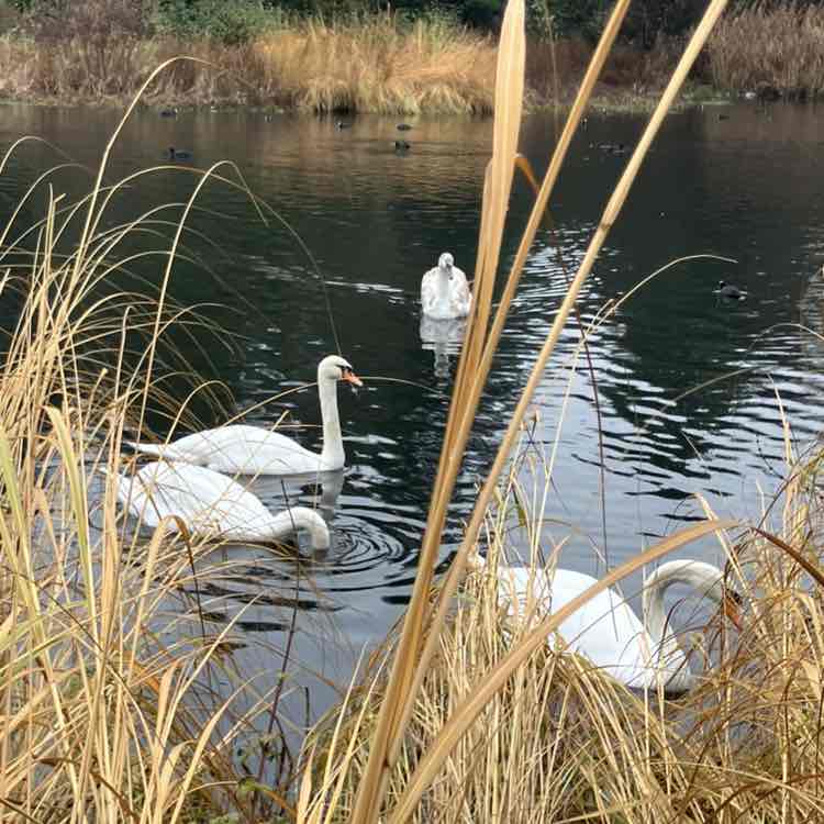 🦋💖BUTTERFLIES💖🦋 Richard post image