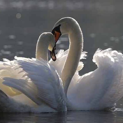 🦋💖BUTTERFLIES💖🦋 Richard post image