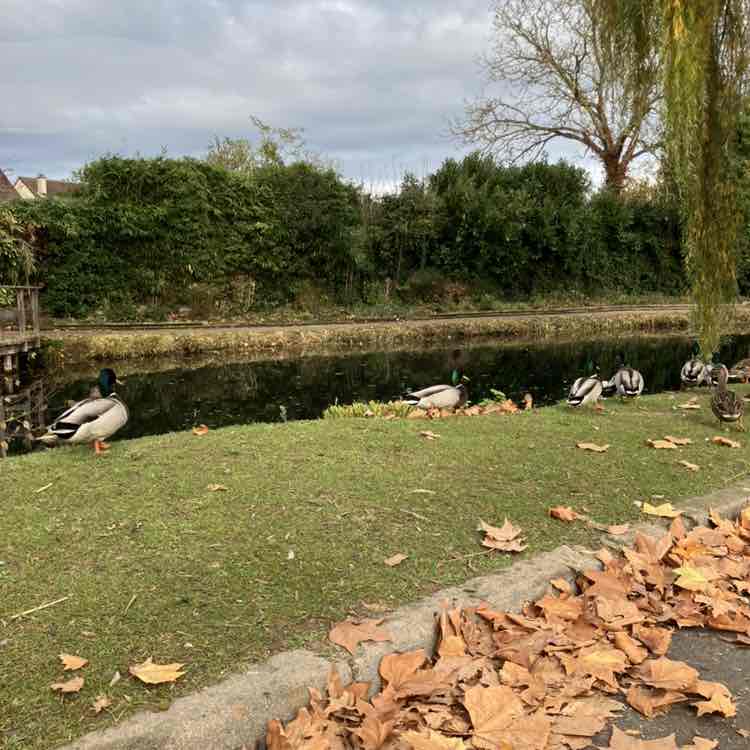 🌄JUST FOR FUN PACERS 🌄 Richard post image