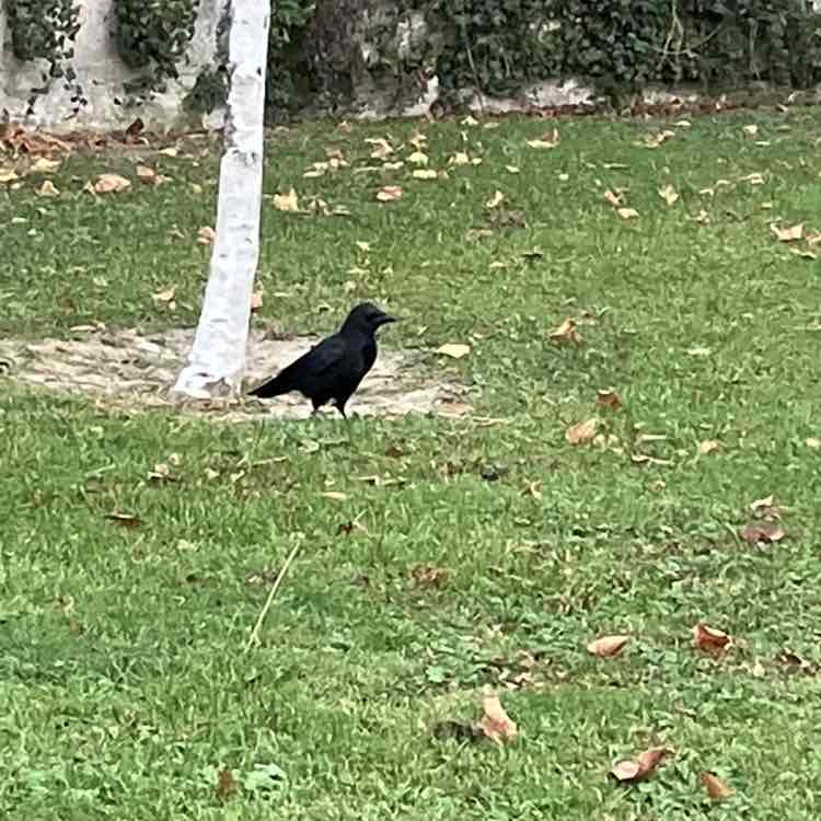 🌄JUST FOR FUN PACERS 🌄 Richard post image