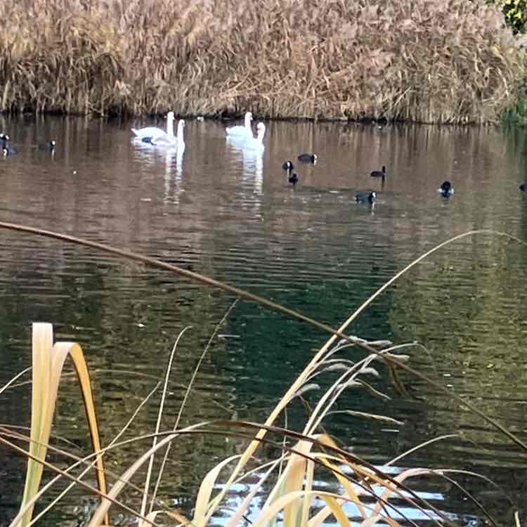 🌄JUST FOR FUN PACERS 🌄 Richard post image