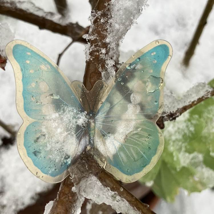 🦋💖BUTTERFLIES💖🦋 Richard post image