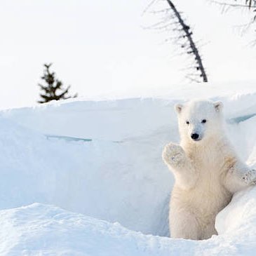 2026 😎Step Challenge😎 Richard post image