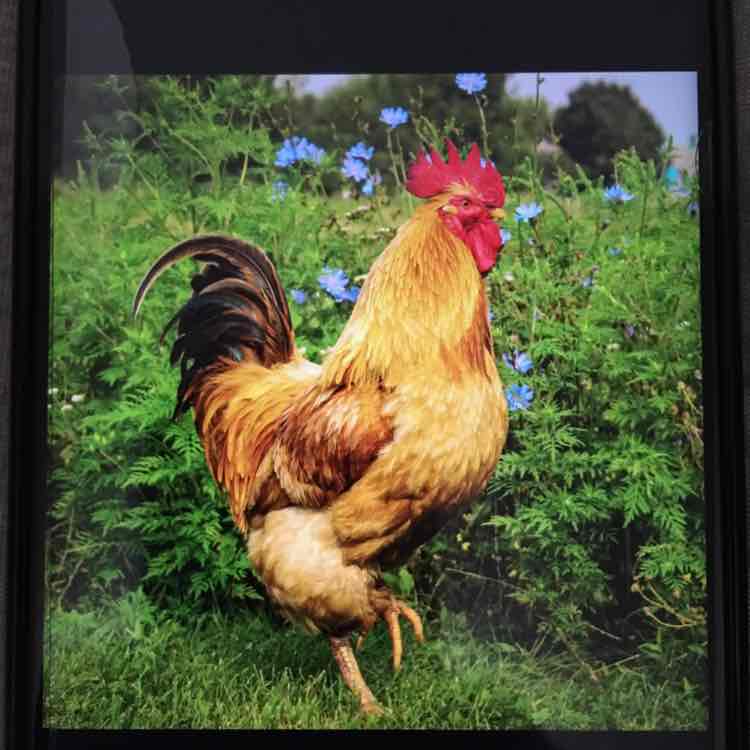 🌄JUST FOR FUN PACERS 🌄 Richard post image