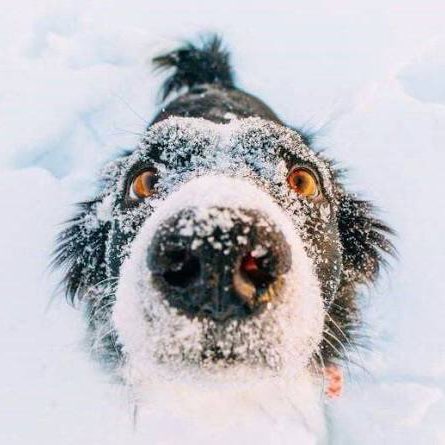 R’s (Coco)🐾🐾 Richard post image