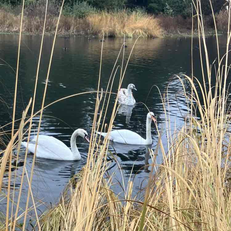 Wellness Together 🌍💚✨ Richard post image