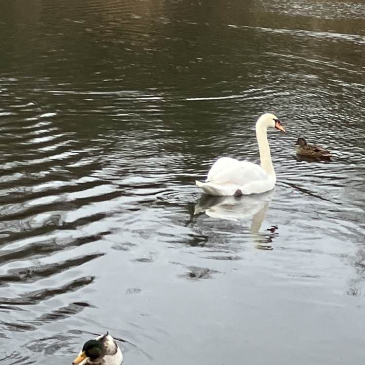 🦋💖BUTTERFLIES💖🦋 Richard post image