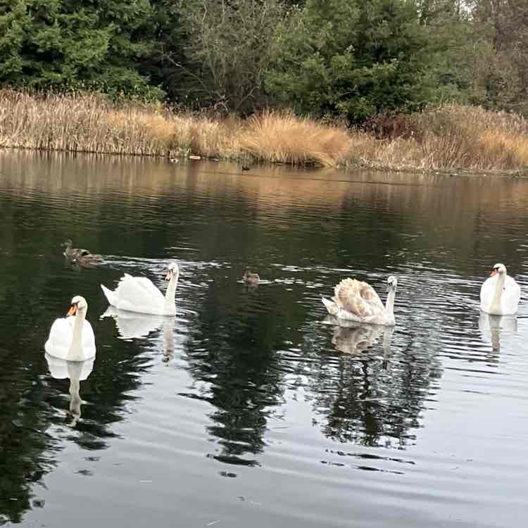 🦋💖BUTTERFLIES💖🦋 Richard post image