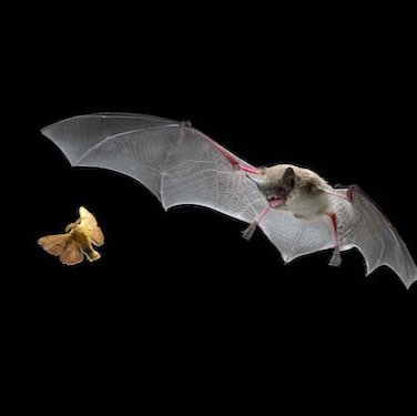 🦋💖BUTTERFLIES💖🦋 Richard post image