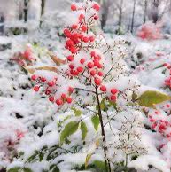 🐓La joie & la bonne humeur 🐎 Richard post image