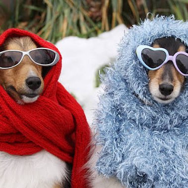 R’s (Coco)🐾🐾 Richard post image