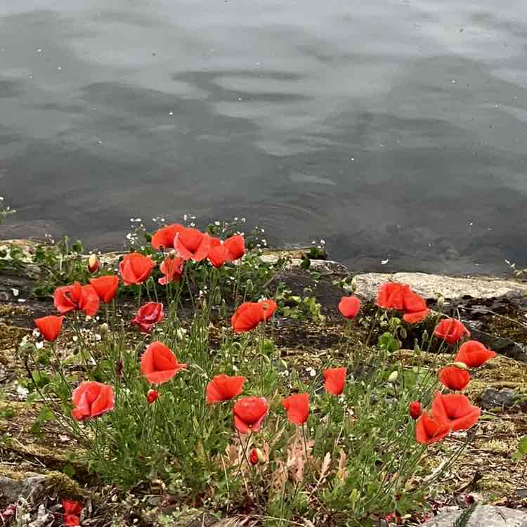 Winter is back Richard post image