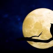 2026 😎Step Challenge😎 Richard post image