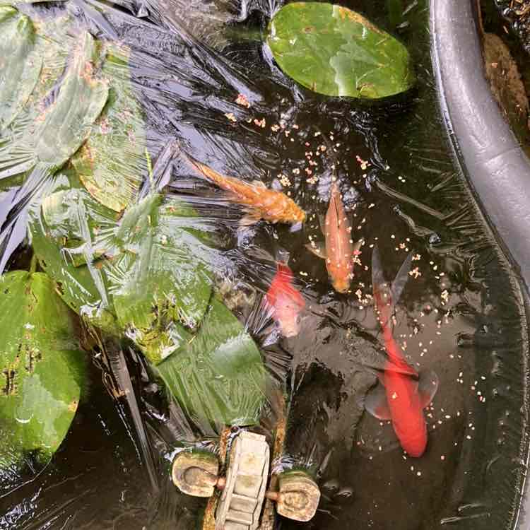 福岡、よかとこ隊（たい） Richard post image