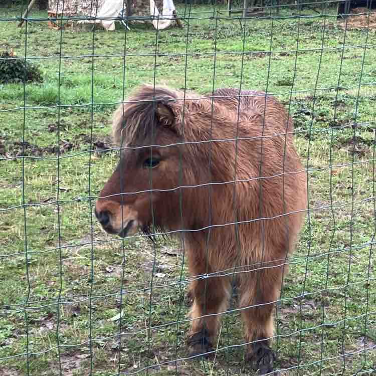 2026 😎Step Challenge😎 Richard post image