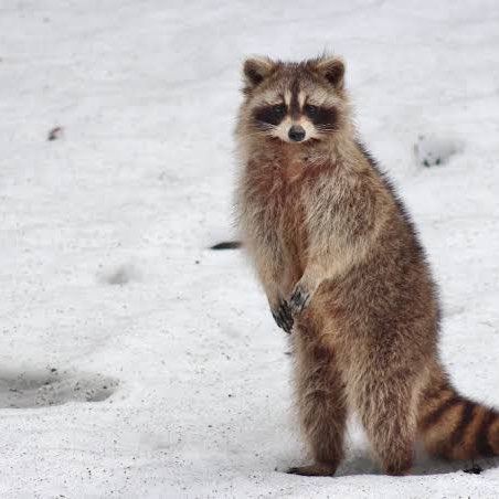 Les Amis à Melko Richard post image