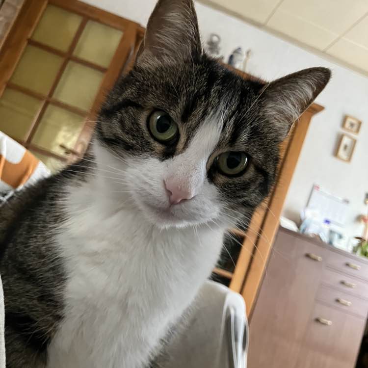 Walking Cats Richard post image