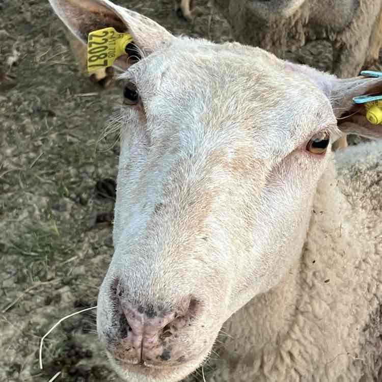 🌟✨Star’s Superstars ✨🌟 Richard post image