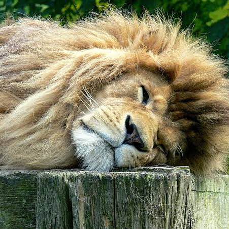 Les Amis à Melko Richard post image