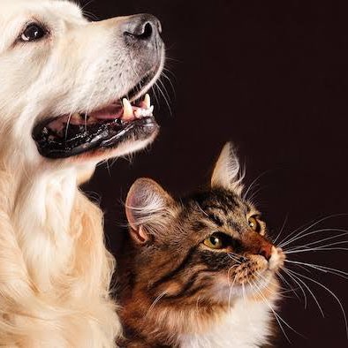 🌟✨Star’s Superstars ✨🌟 Richard post image