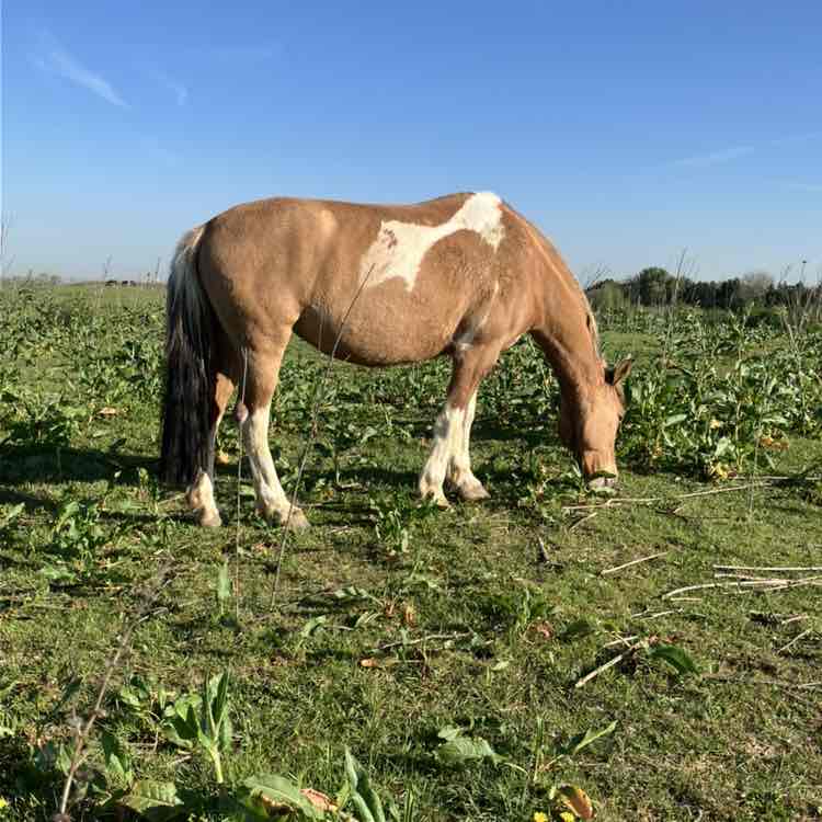 Шаги  за день Richard post image