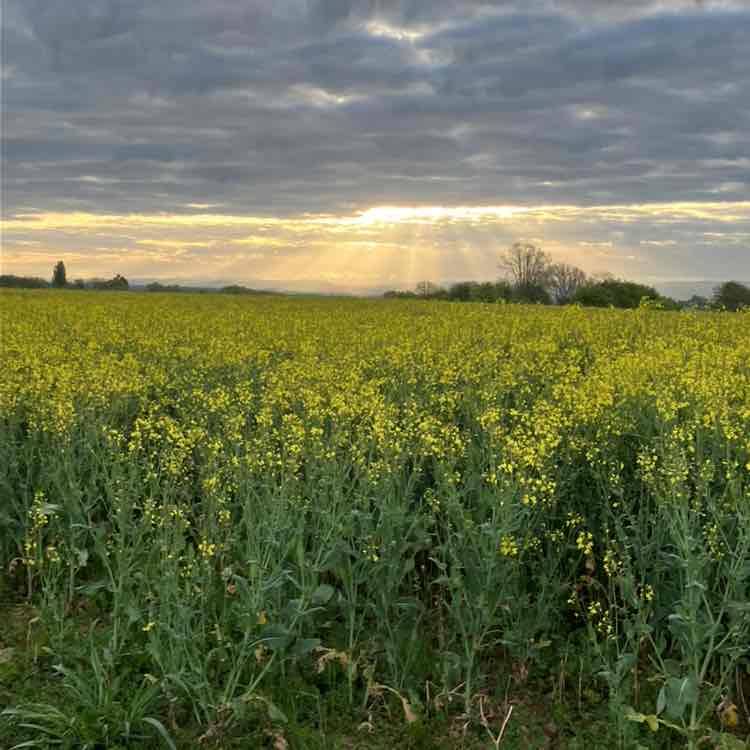 🐓La joie & la bonne humeur 🐎 Richard post image