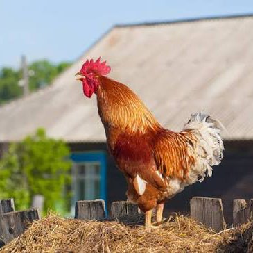 Les Amis à Melko Richard post image