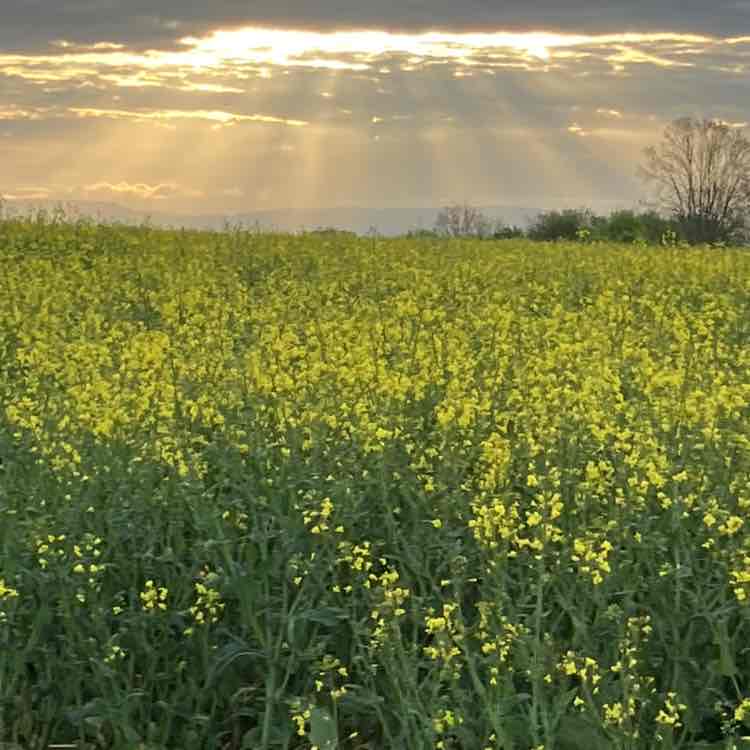 🐓La joie & la bonne humeur 🐎 Richard post image