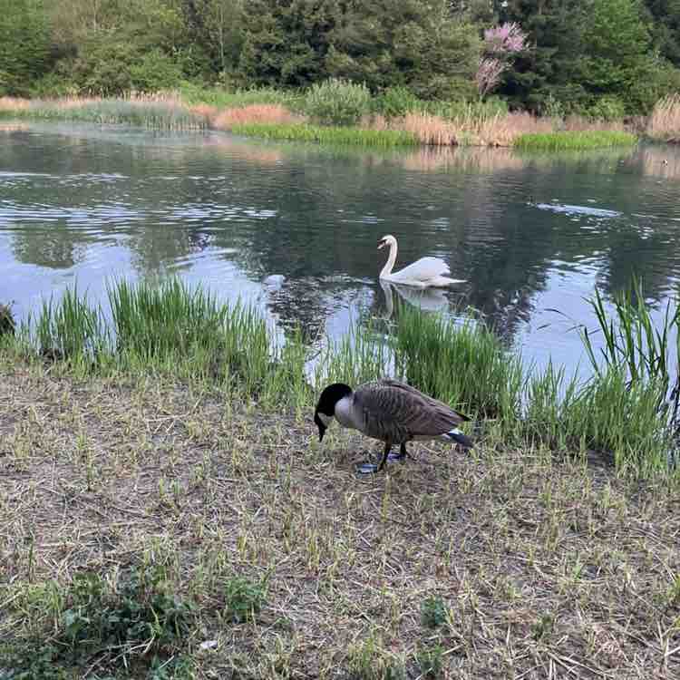 💜WALKING IS HEALTHY💜 Richard post image