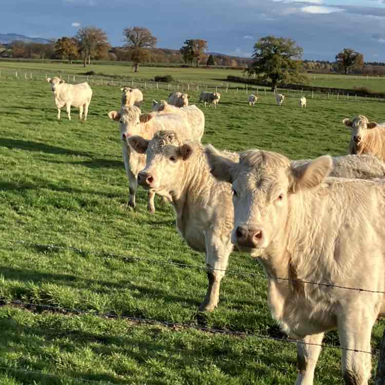 🐓La joie & la bonne humeur 🐎 Richard post image
