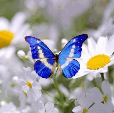 🐓La joie & la bonne humeur 🐎 Richard post image