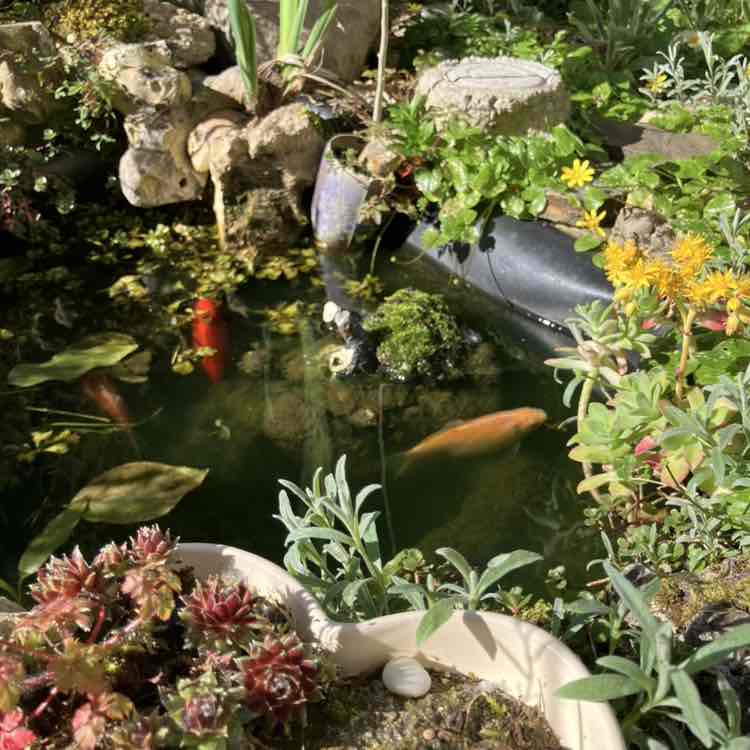 Шаги  за день Richard post image