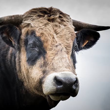 🐓La joie & la bonne humeur 🐎 Richard post image
