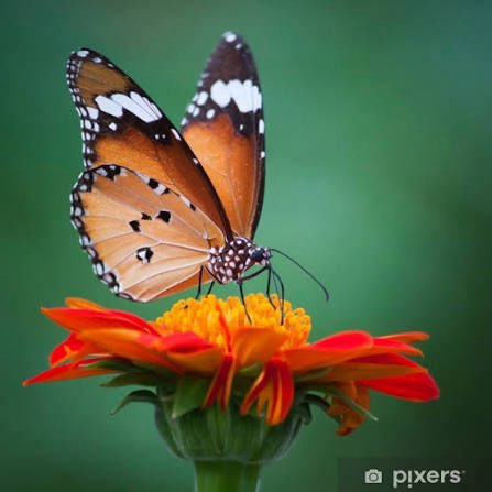 💜WALKING IS HEALTHY💜 Richard post image