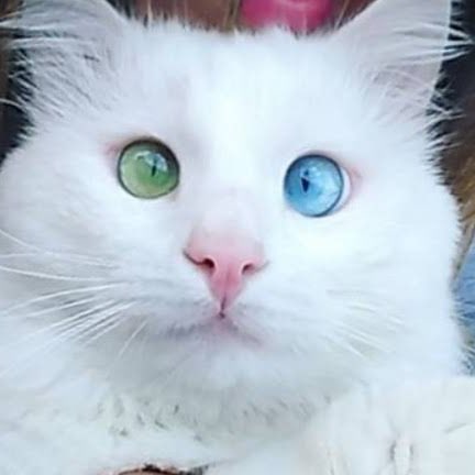 Шаги  за день Richard post image
