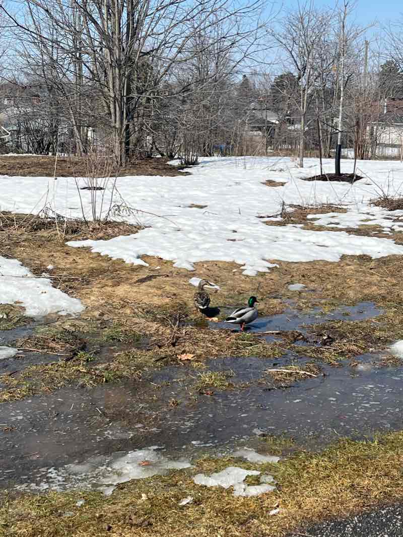 walking near me in Britannia Park in winter