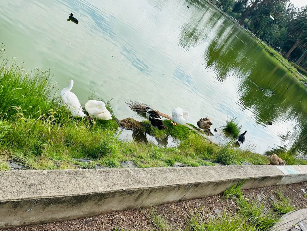 walking near me in Bosque de San Juan de Aragón in winter
