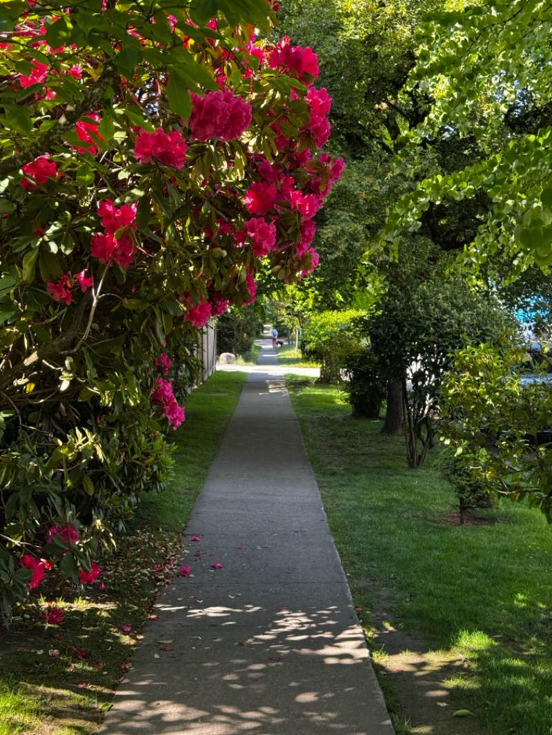 walking near me in Jonathan Rogers Park in spring