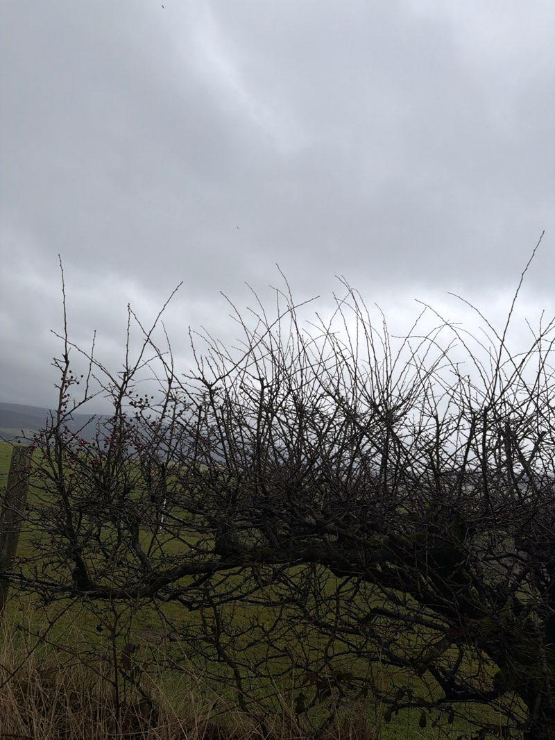 walking near me in Banks Wood in winter