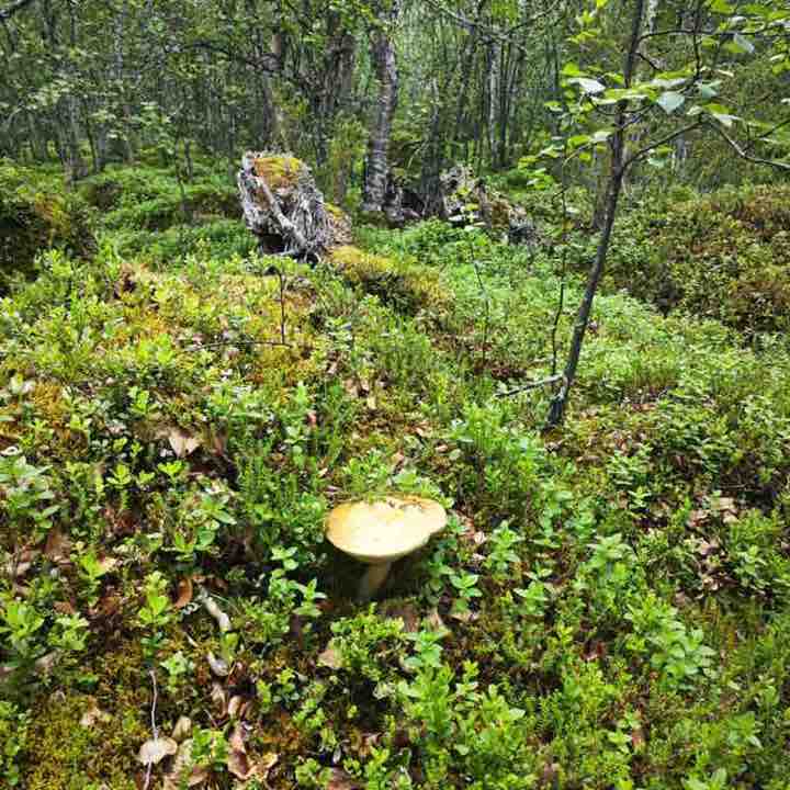 🤗AUTUMN WALKS🤗 Martina Bloshenko post image
