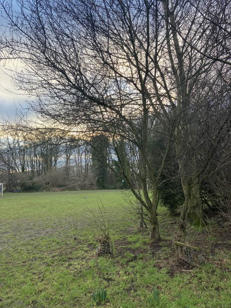 walking near me in Muir Wood Park in winter