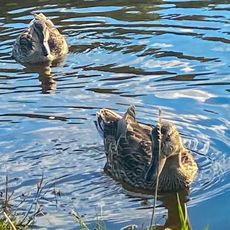 ШАГОФОН Наталья post image