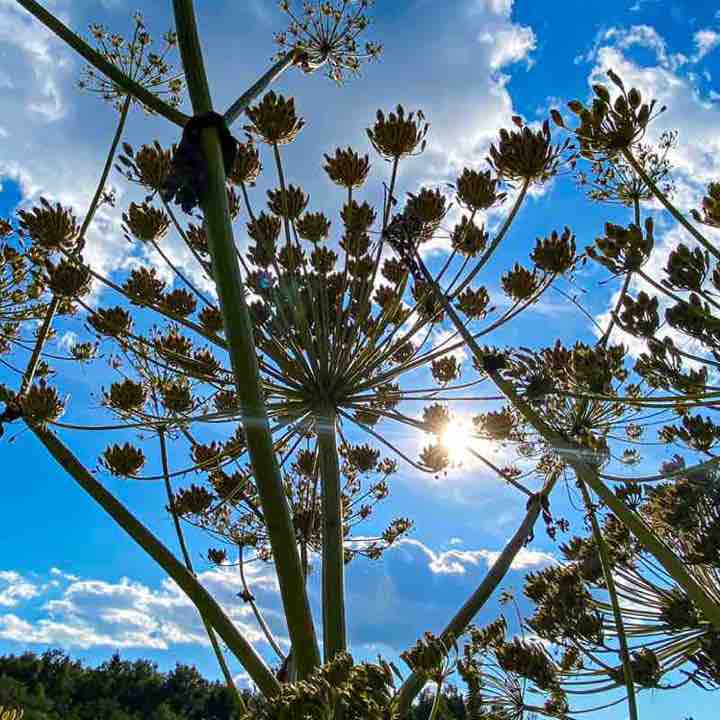 ШАГОФОН Наталья post image