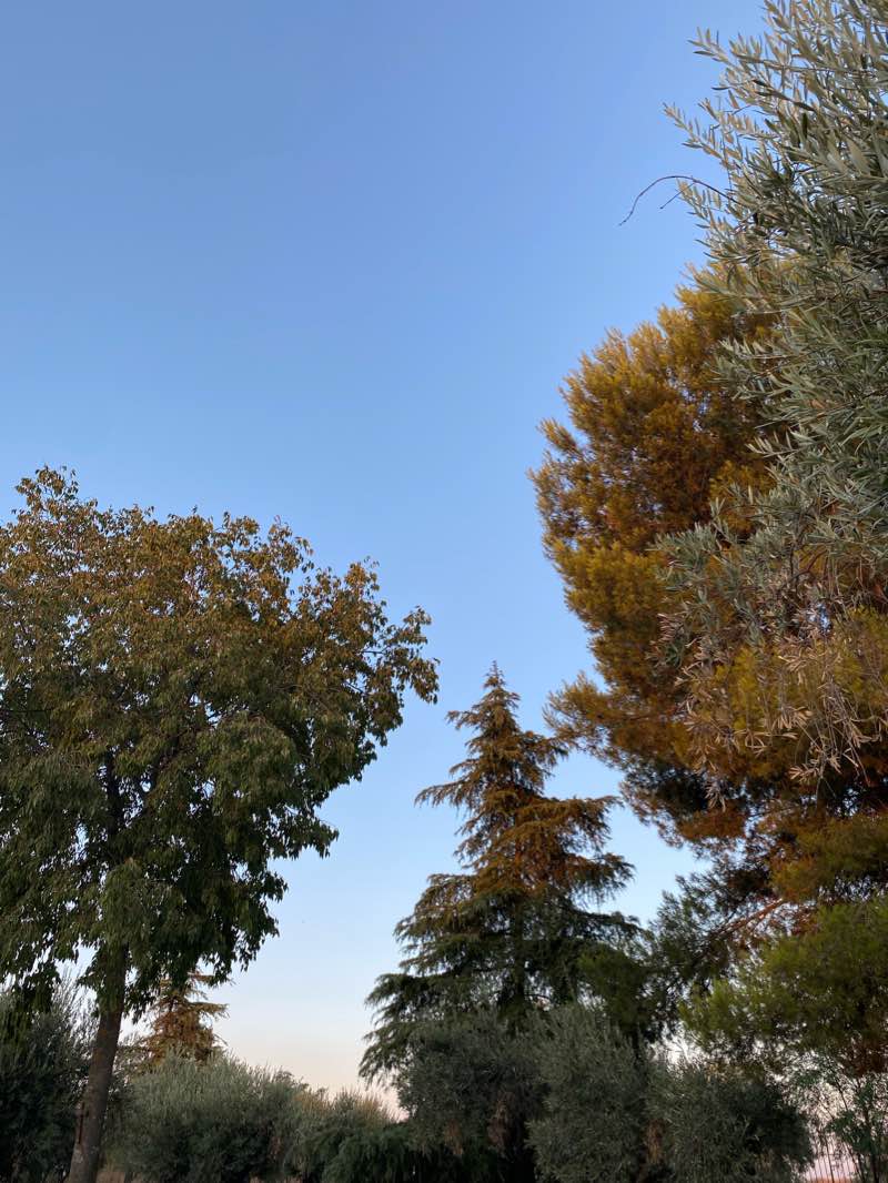 walking near me in Parque del Olivar in winter