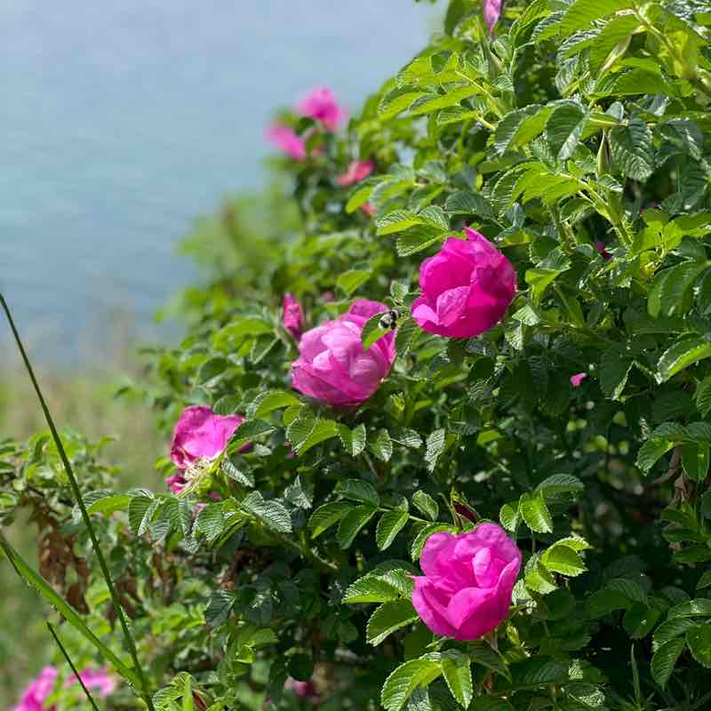 Сыркина Елена post 3