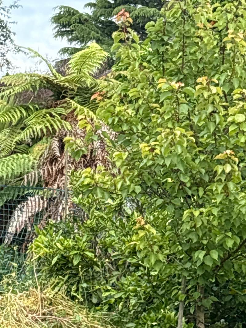 walking near me in Hayes Paddock in spring
