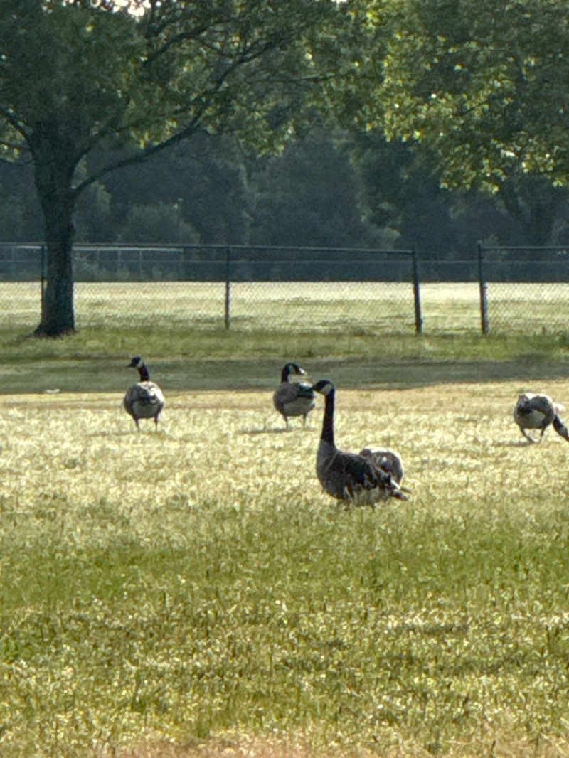 walking near me in Riverview Farm Park in summer