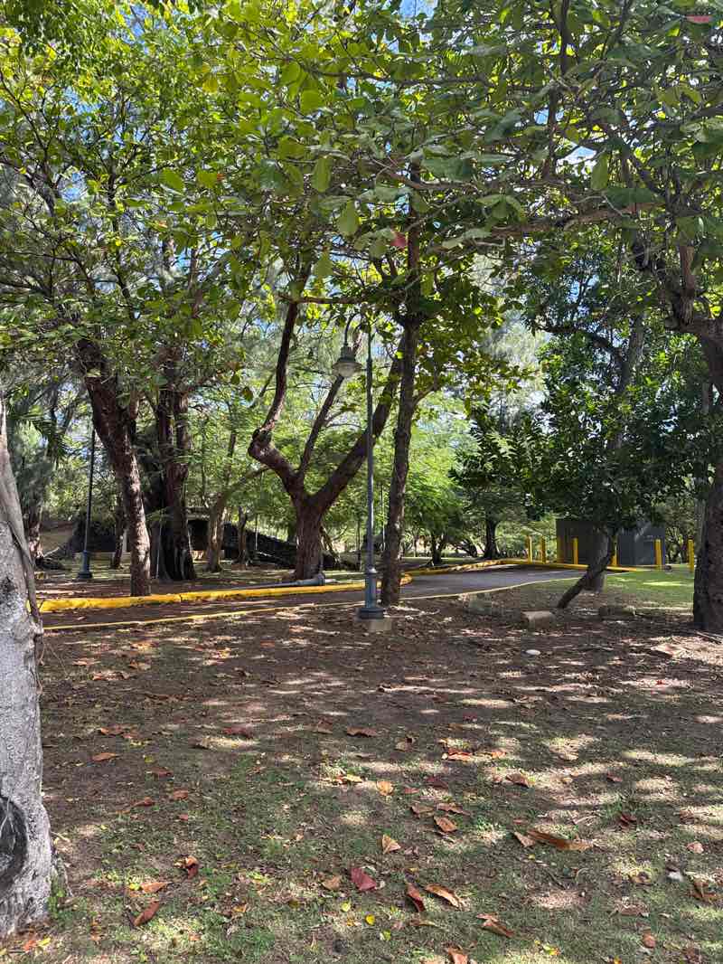 walking near me in Parque Luis Muñoz Rivera in winter
