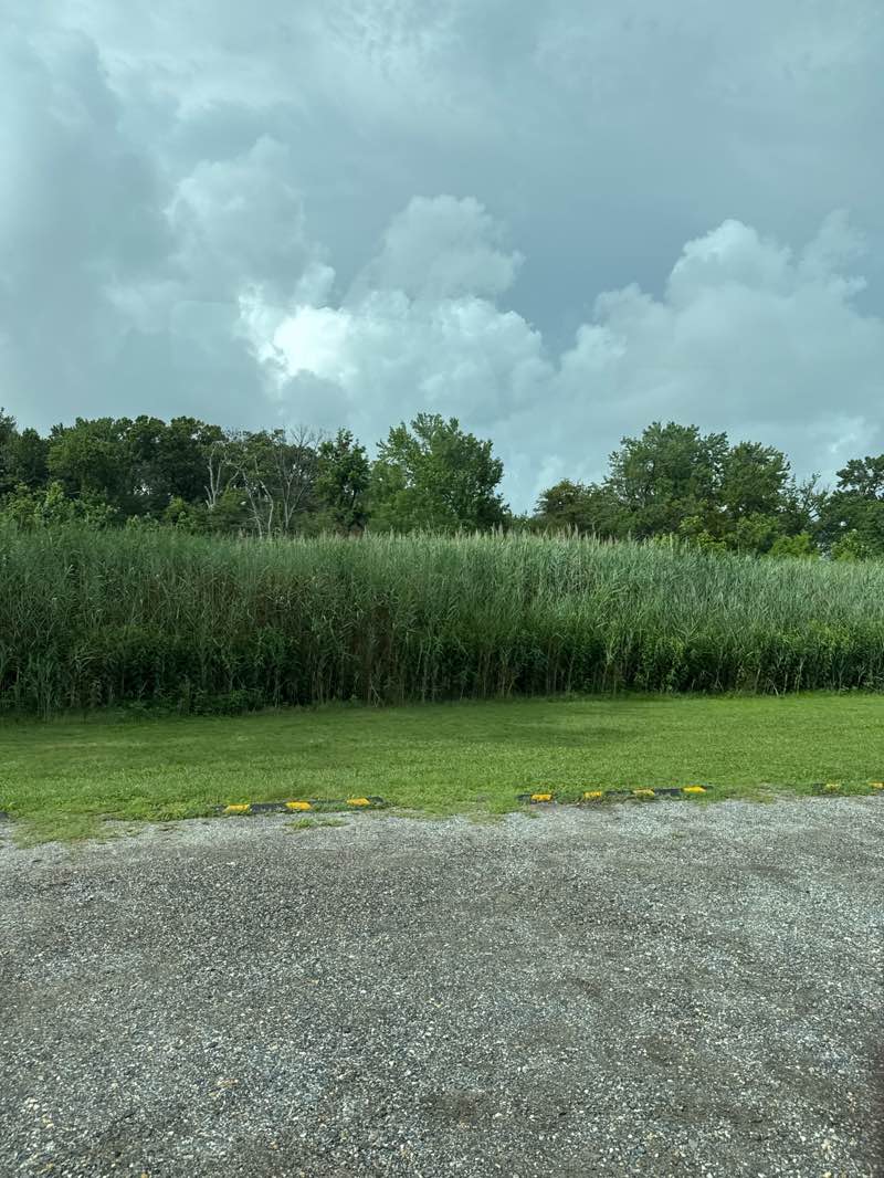 walking near me in Fort Smallwood Park in summer